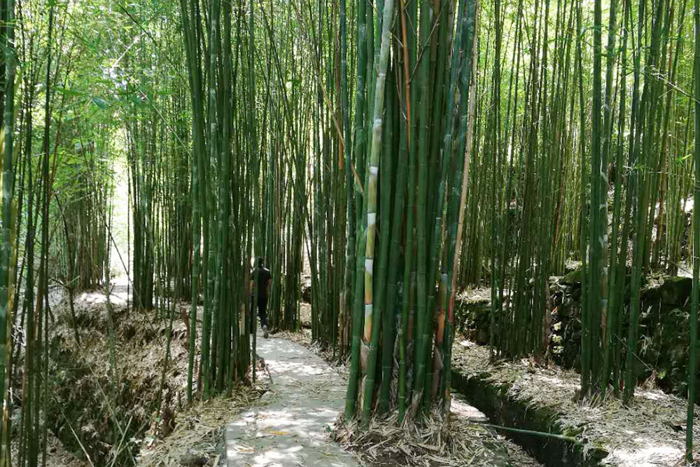 A corner of bamboo woodland